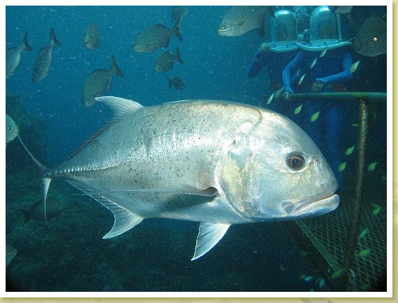 222-Giant Trevally (Caranx ignobilis)